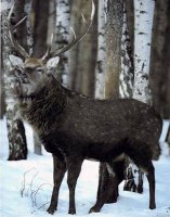 ��������� �������� �� ���������� (�������) ������������� ��������� ����� (��������)