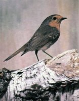 ��������� �� ���������� (�������) ������������� �������, 5 ����� (��������)